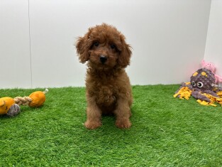 Cavapoo male 014171670