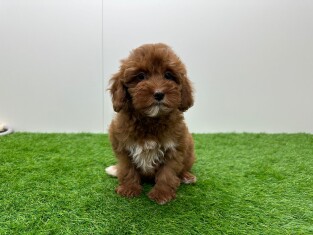 Cavapoo femelle 014171677