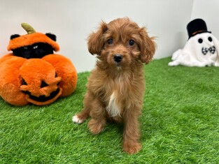Cavapoo female Puppy for sale 014172002