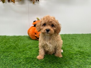 Cavapoo reu 014172007