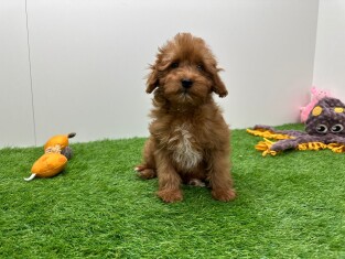 Cavapoo reu 014172047