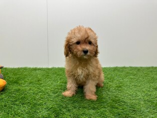 Cavapoo female Puppy for sale 014172050