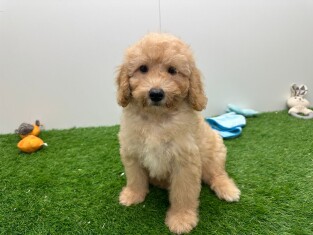 Cavapoo reu Puppy te koop 014172727