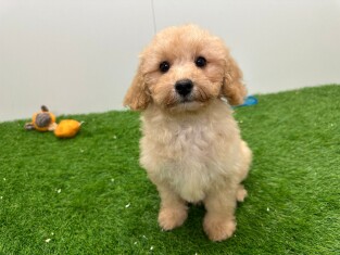 Cavapoo teefje Puppy te koop 014172732