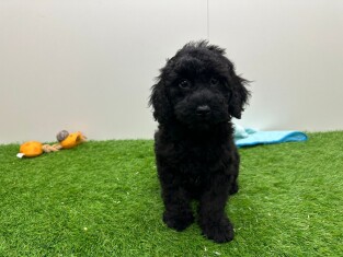 Cavapoo teefje Puppy te koop 014172733