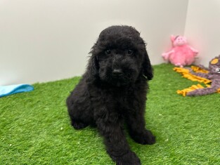 Cavapoo teefje Puppy te koop 014172738