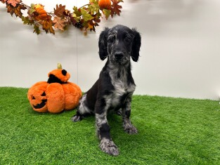 Cockapoo reu 014175554