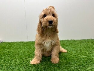 Cockapoo teefje Puppy te koop 014175559