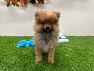 Small Spitz male 014175582