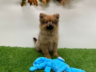 Small Spitz female Puppy for sale 014175586