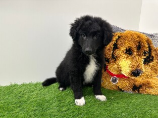 Sheltidoodle male Chiot à vendre 014175589