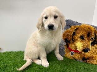 Golden Retriever female Puppy for sale 014175597