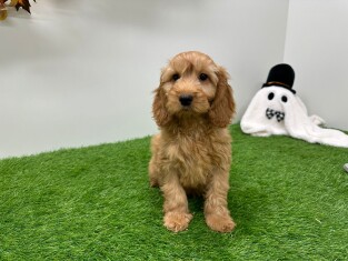 Cockapoo male 014175633