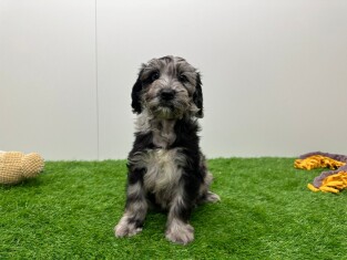 Cockapoo teefje Puppy te koop 014175661