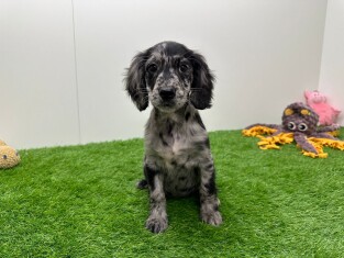 Cockapoo teefje 014175662
