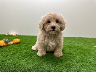 Maltipoo reu Puppy te koop 014175668