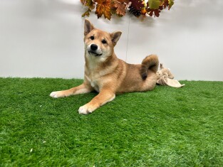 Shiba Inu reu 014175673