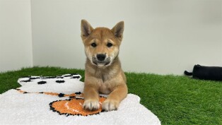 Shiba Inu male Chiot à vendre 014175673