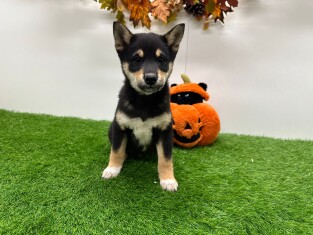 Shiba Inu male Chiot à vendre 014175677