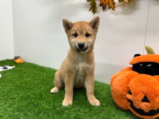 Shiba Inu male Chiot à vendre 014175679