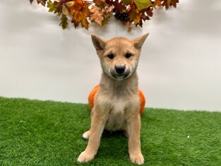 Shiba Inu male Chiot à vendre 014175680