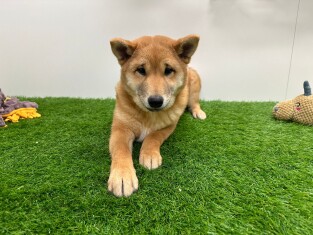 Shiba Inu reu 014175680