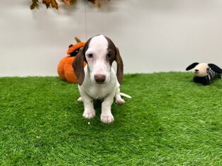 Teckel reu Puppy te koop 014175866