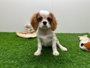 Cavalier King Charles Spaniel femelle Chiot à vendre 014478841