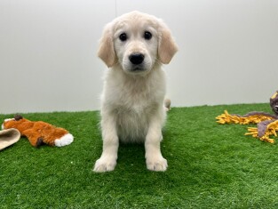 Golden Retriever male Chiot à vendre 014478844
