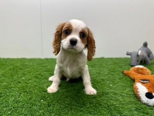 Cavalier King Charles Spaniel femelle Chiot à vendre 014478845