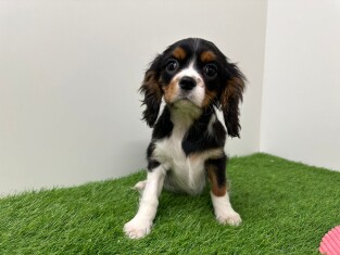 Cavalier King Charles Spaniel teefje 014478847