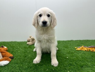Golden Retriever male Puppy for sale 014478852