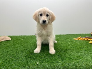 Golden Retriever female Puppy for sale 014478856