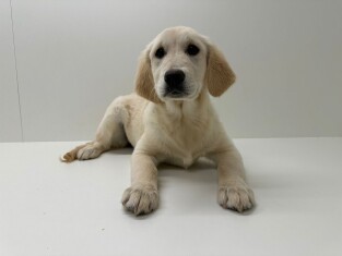 Golden Retriever female Adolescent Puppy for sale 014478857