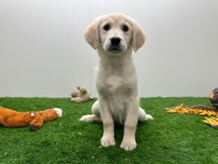 Golden Retriever femelle Chiot à vendre 014478857