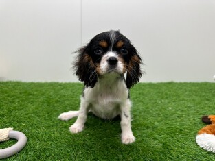 Cavalier King Charles Spaniel teefje 014478864