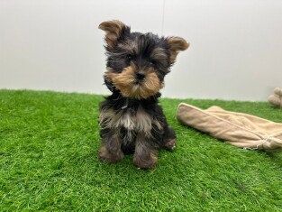 Yorkshire Terrier reu 014479002