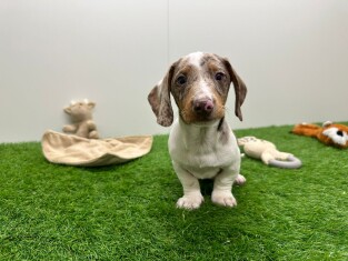 Teckel reu 014479008