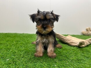 Yorkshire Terrier reu 014479019
