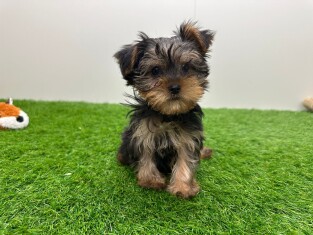 Yorkshire Terrier reu 014479020