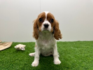 Cavalier King Charles Spaniel femelle Chiot à vendre 014479031