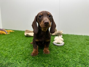 Teckel reu 014479033