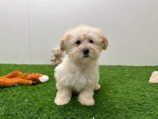 Maltipoo teefje Puppy te koop 014479047