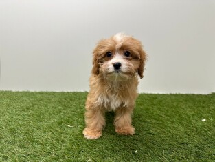 Cavapoo femelle Chiot à vendre 014482500