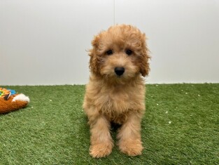 Cavapoo male Chiot à vendre 014482565