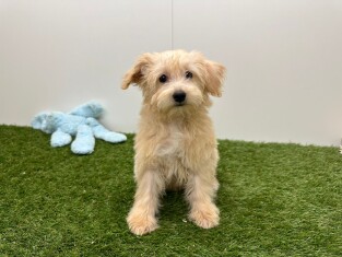 Maltipoo femelle Chiot à vendre 014482572