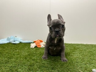 Bouledogue Francais femelle Chiot à vendre 014482577