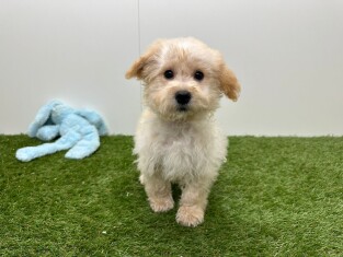 Maltipoo male Chiot à vendre 014482599
