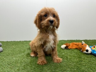 Cavapoo male Chiot à vendre 014489322