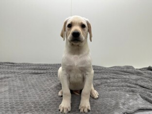 Labrador Retriever male Puppy for sale 014489370